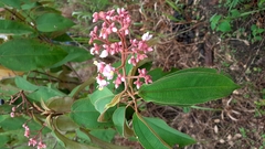 Miconia xalapensis