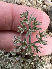 Lomatium cuspidatum
