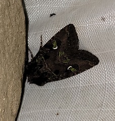 Lacinipolia renigera