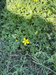 Oxalis dillenii