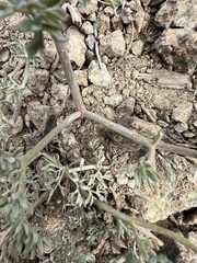 Lomatium cuspidatum
