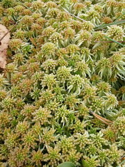 Sphagnum angustifolium