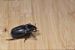 Trichogomphus mongol