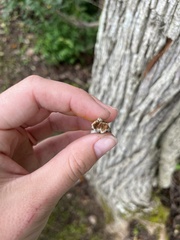 Ulmus rubra