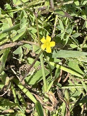 Oxalis dillenii