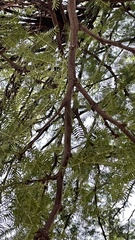 Prosopis