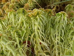 Sphagnum angustifolium