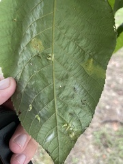 Caryomyia inclinata