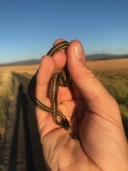 Thamnophis elegans elegans