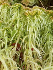 Sphagnum angustifolium