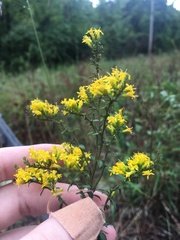 Euthamia leptocephala