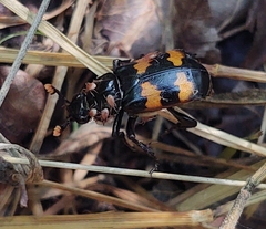 Nicrophorus interruptus