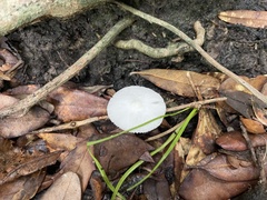 Tetrapyrgos nigripes