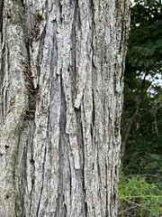 Ulmus rubra