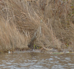 Botaurus lentiginosus