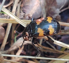 Nicrophorus interruptus