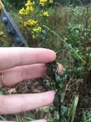 Euthamia leptocephala