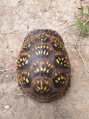 Terrapene carolina triunguis