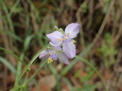 Tradescantia