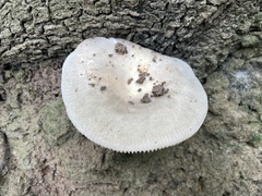 Tetrapyrgos nigripes