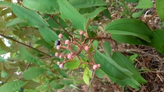 Miconia xalapensis