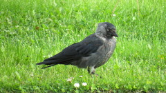 Corvus monedula