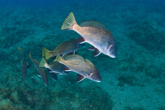 Sciaena umbra