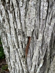 Ulmus rubra