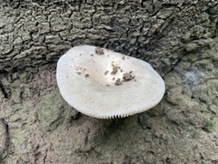 Tetrapyrgos nigripes