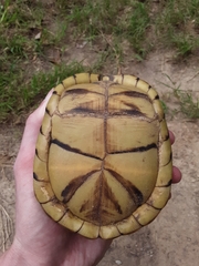 Terrapene carolina triunguis