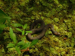 Nerodia fasciata confluens