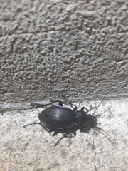 Carabus problematicus