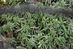 Sphagnum
