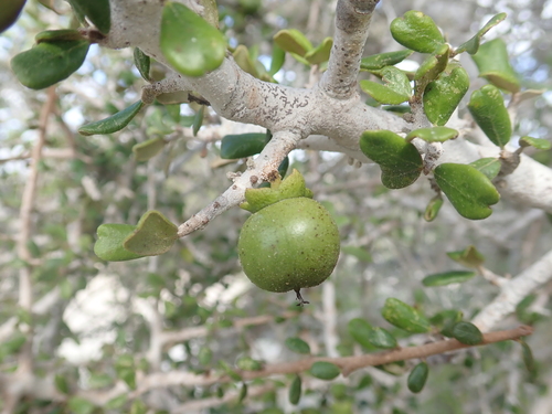 Diospyros nidiformis