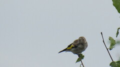 Carduelis carduelis