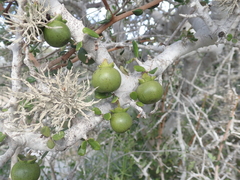 Diospyros nidiformis image