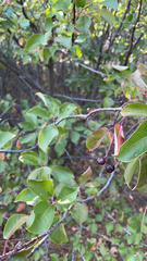 Prunus virginiana