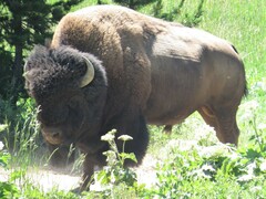 Bison bison