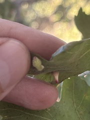 Atrusca clavuloides