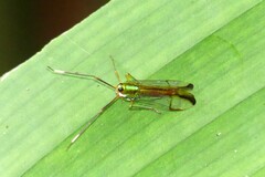 Miasa wallacei