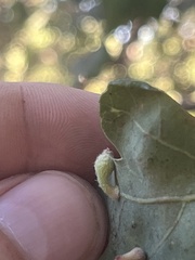 Atrusca clavuloides