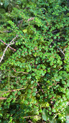 Gaultheria hispidula