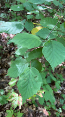 Corylus cornuta