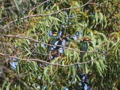 Merops apiaster