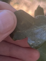 Atrusca clavuloides