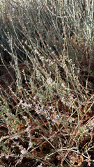 Eriogonum wrightii