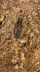 Platydracus maculosus