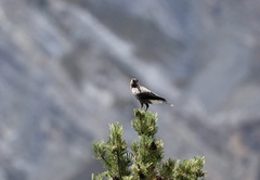 Nucifraga caryocatactes