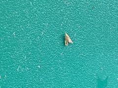 Dichomeris punctipennella