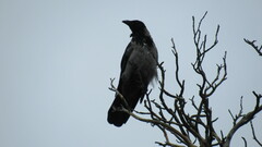 Corvus cornix